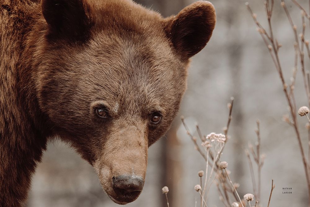 Bear Profile II art print by Nathan Larson for $57.95 CAD