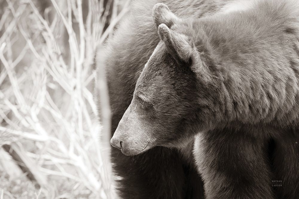 Bear Tones art print by Nathan Larson for $57.95 CAD