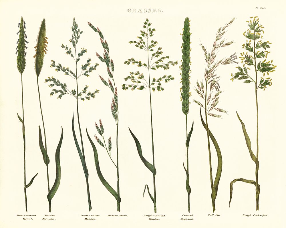 Herbal Botanical VII Ivory art print by Wild Apple Portfolio for $57.95 CAD