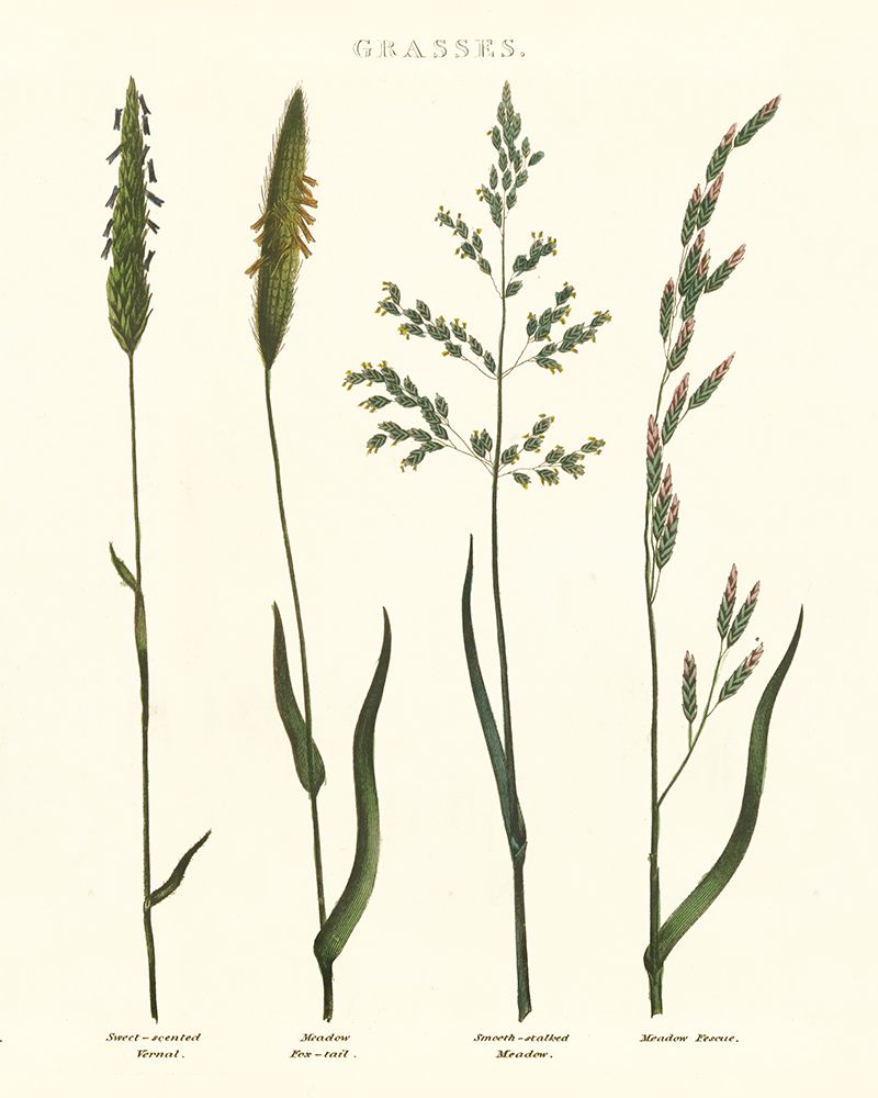 Herbal Botanical Study I Ivory art print by Wild Apple Portfolio for $57.95 CAD