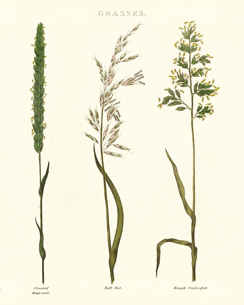 Herbal Botanical Study II Ivory art print by Wild Apple Portfolio for $57.95 CAD