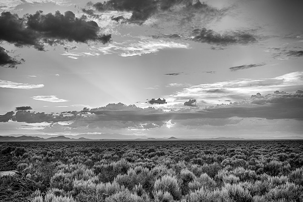 American Sage art print by Nathan Larson for $57.95 CAD