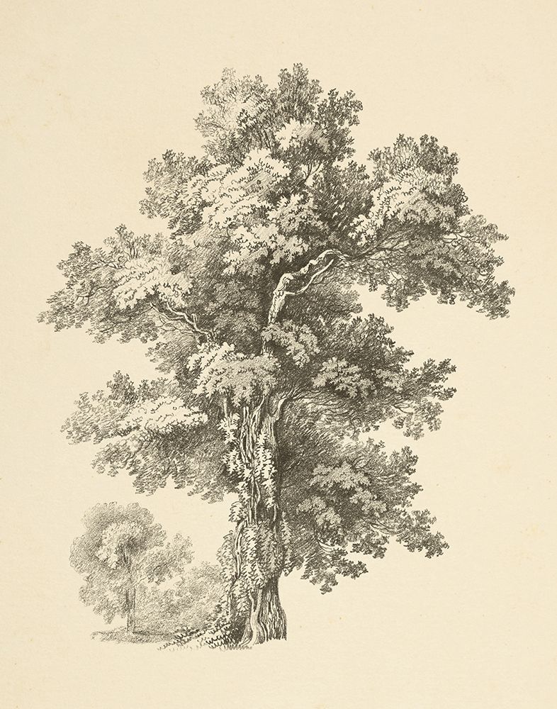 Tree Study I Dark art print by Wild Apple Portfolio for $57.95 CAD