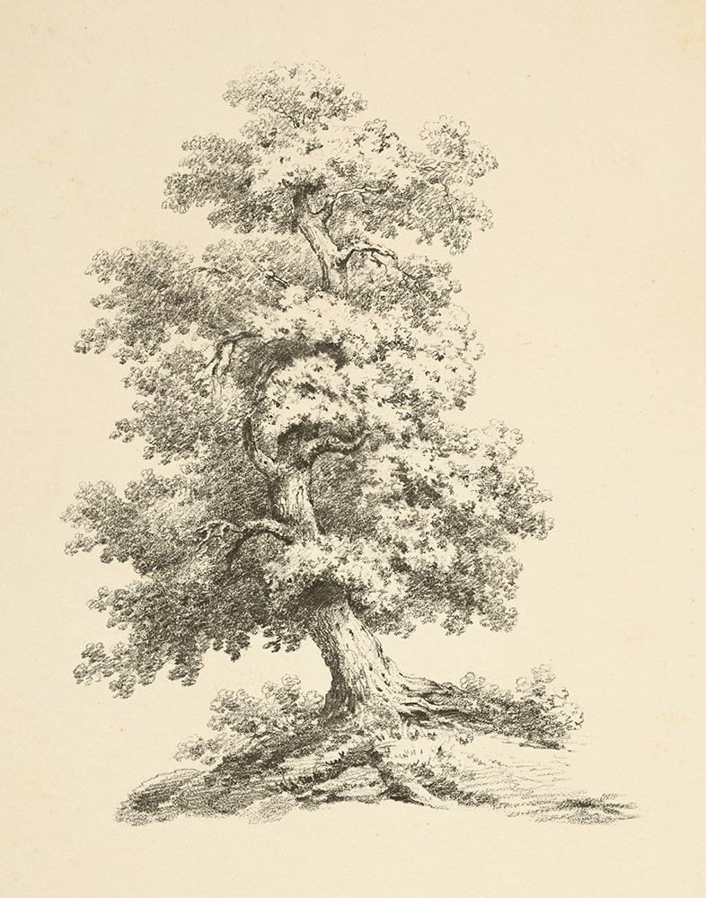 Tree Study II Dark art print by Wild Apple Portfolio for $57.95 CAD