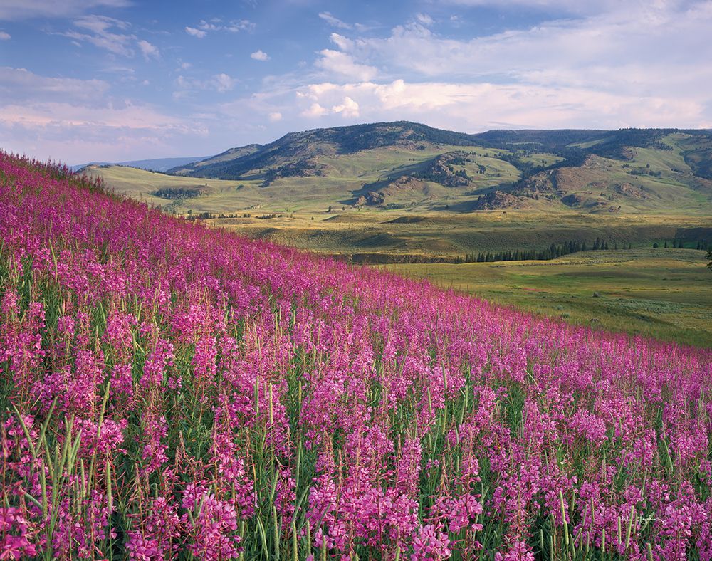 Lamar Valley art print by Alan Majchrowicz for $57.95 CAD