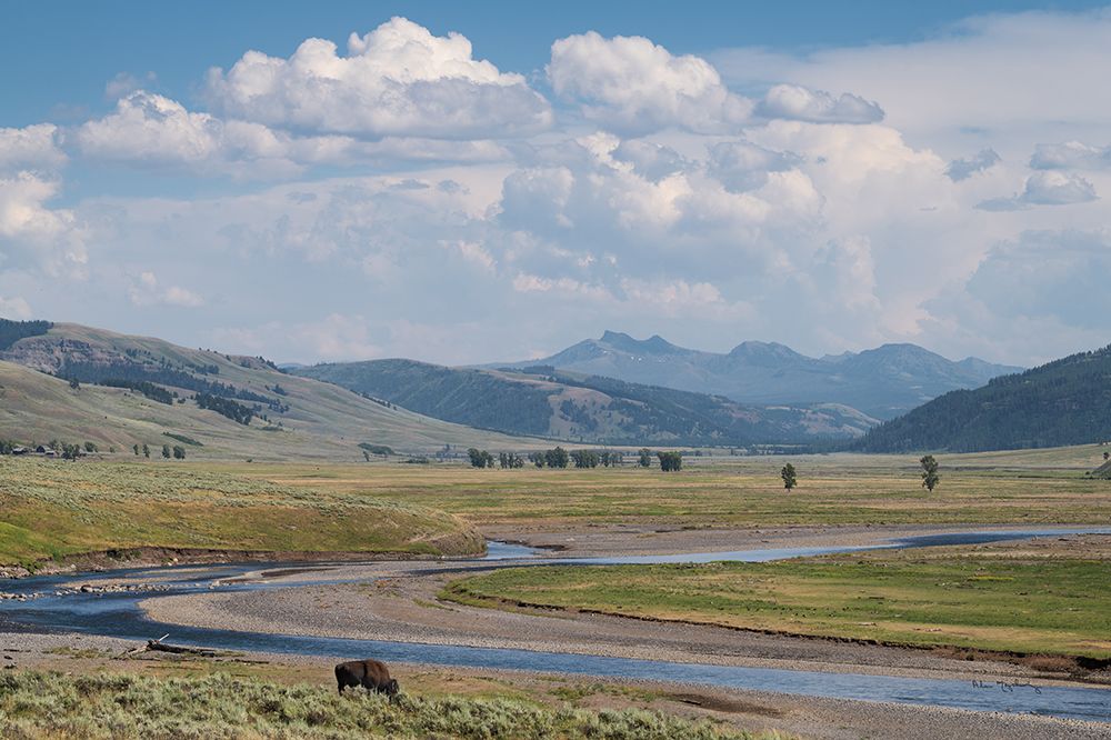 Lamar Valley Bison art print by Alan Majchrowicz for $57.95 CAD
