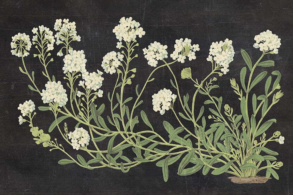 Vintage Flowers on Black art print by Wild Apple Portfolio for $57.95 CAD
