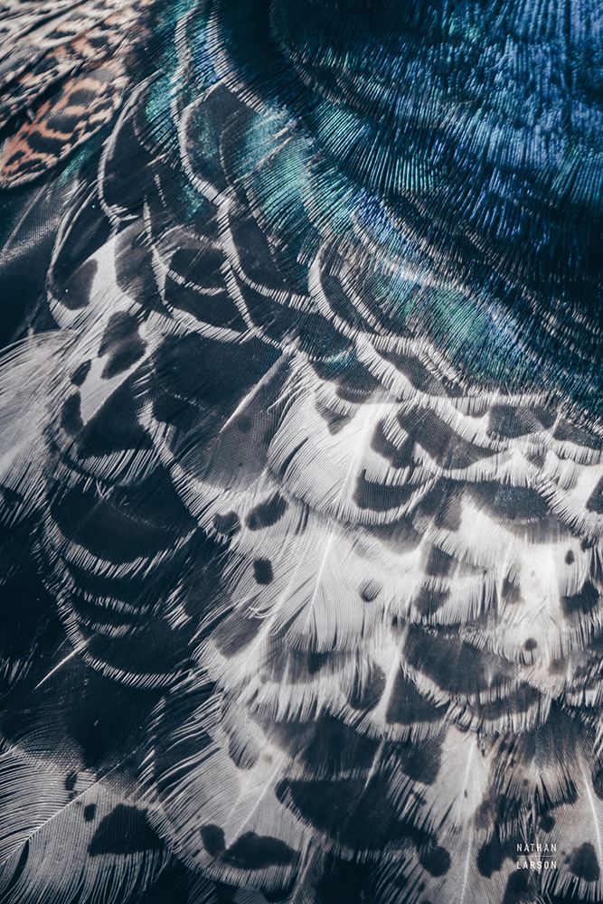Peacock Study I art print by Nathan Larson for $57.95 CAD