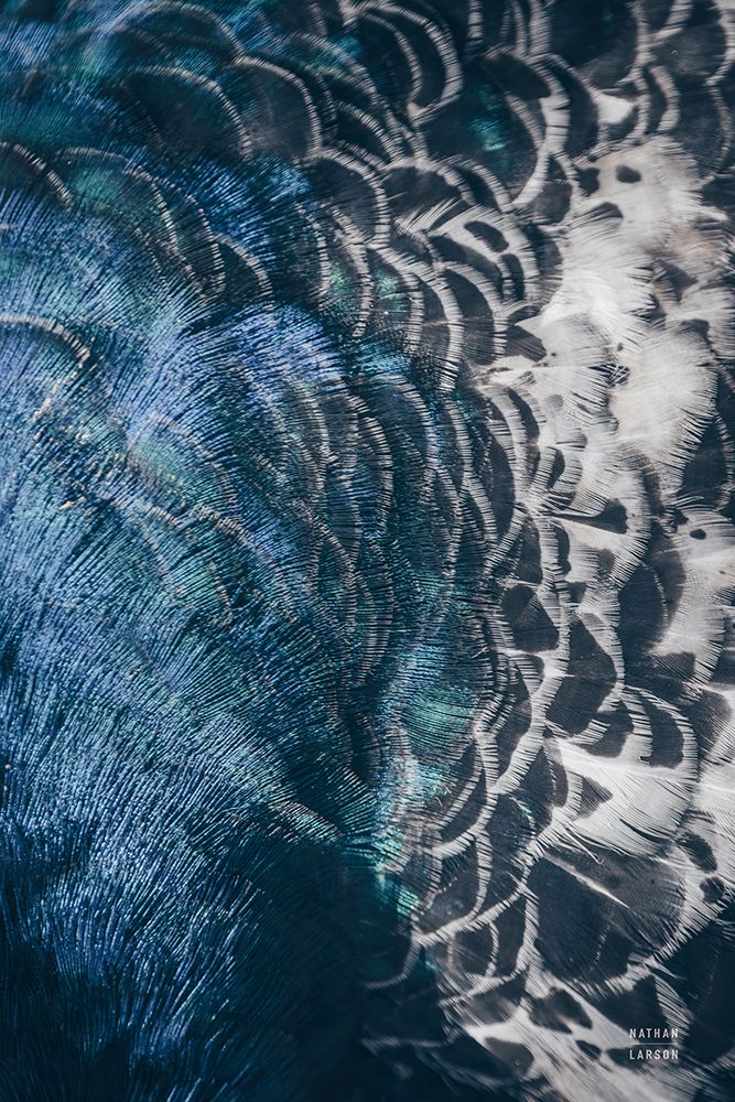 Peacock Study II art print by Nathan Larson for $57.95 CAD