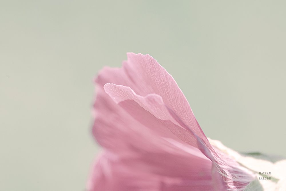 Hollyhock Edge art print by Nathan Larson for $57.95 CAD