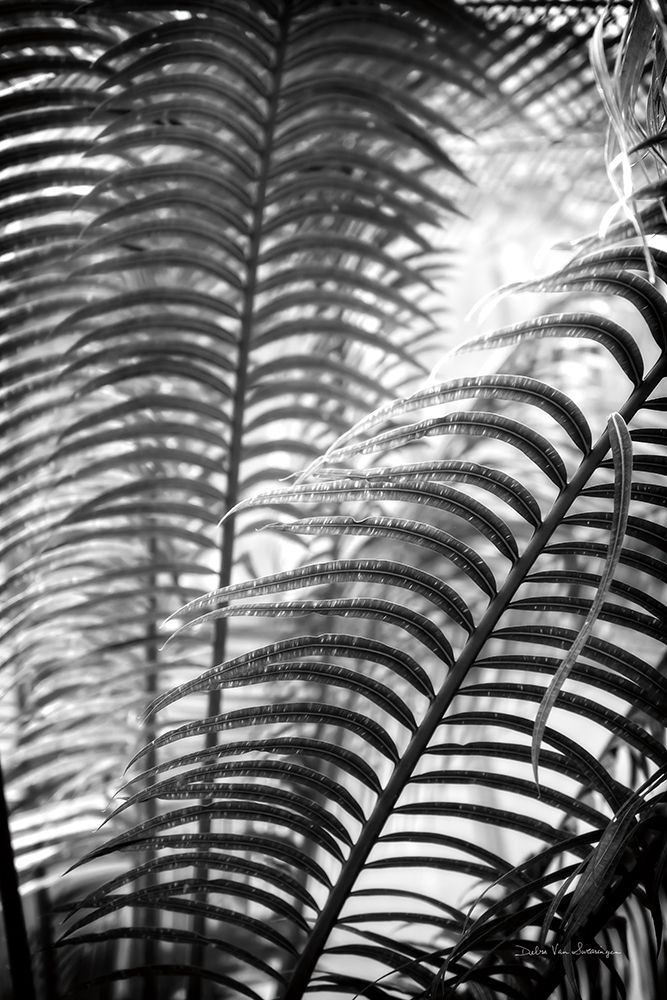 Sunlit Palms II art print by Debra Van Swearingen for $57.95 CAD