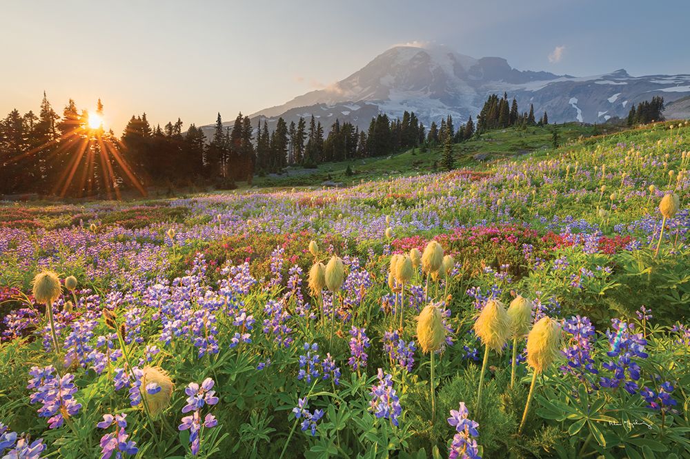 Paradise Wildflower Meadows I art print by Alan Majchrowicz for $57.95 CAD