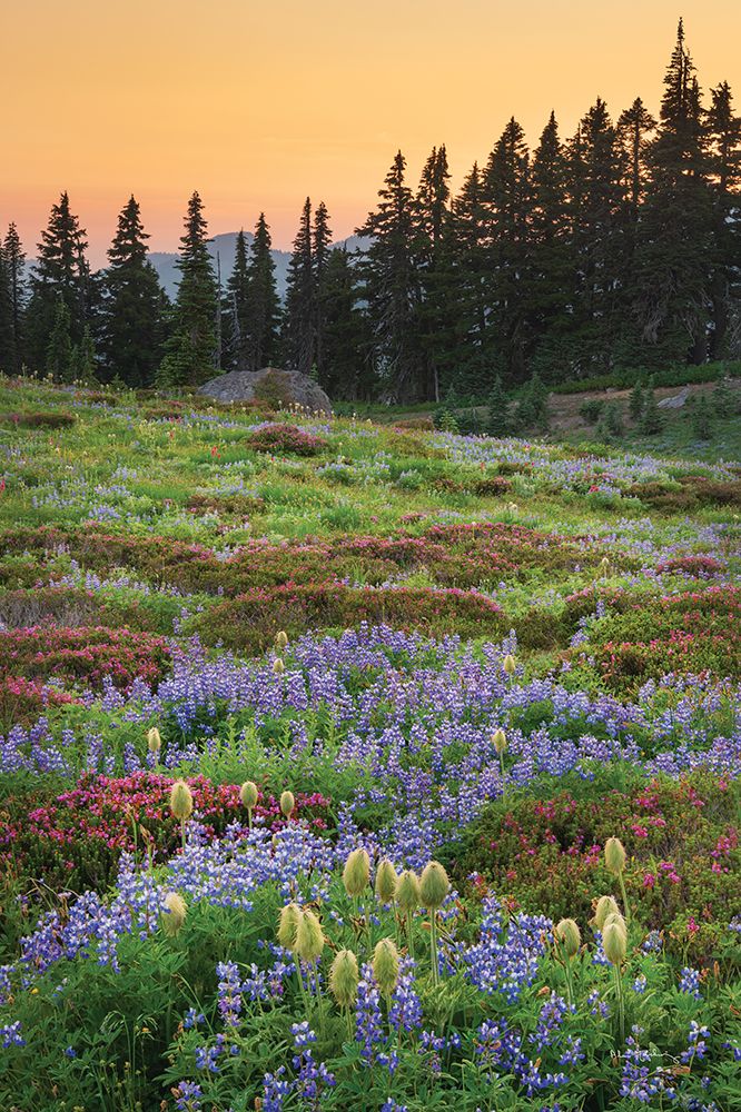 Paradise Wildflower Meadows III art print by Alan Majchrowicz for $57.95 CAD
