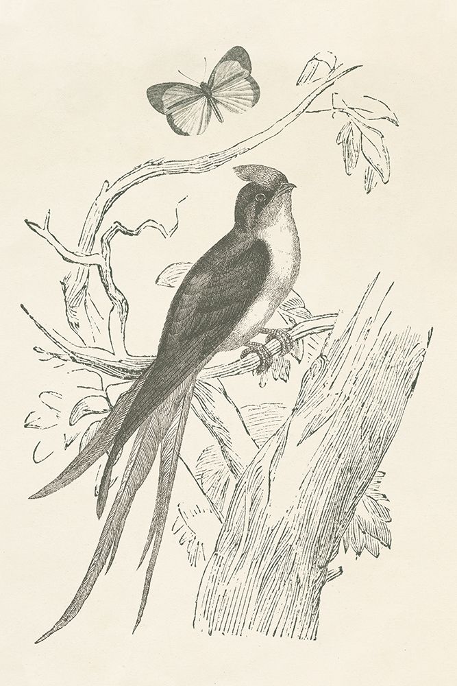 French Bird Etching art print by Wild Apple Portfolio for $57.95 CAD