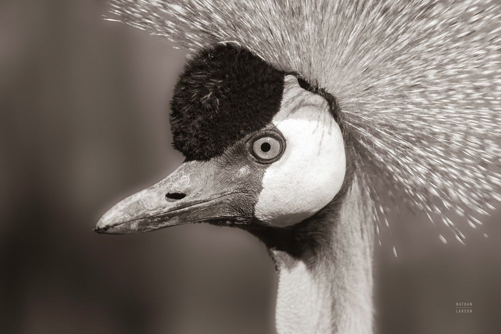 Sepia art print by Nathan Larson for $57.95 CAD