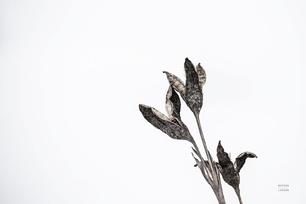 Winter Rebirth art print by Nathan Larson for $57.95 CAD
