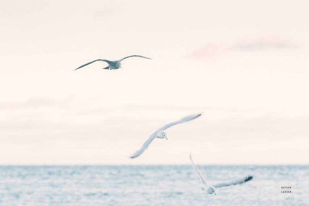 Sunset Flocks art print by Nathan Larson for $57.95 CAD
