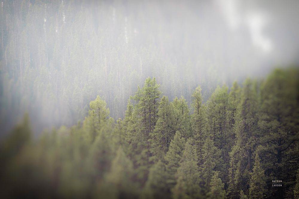 Northern Forests art print by Nathan Larson for $57.95 CAD