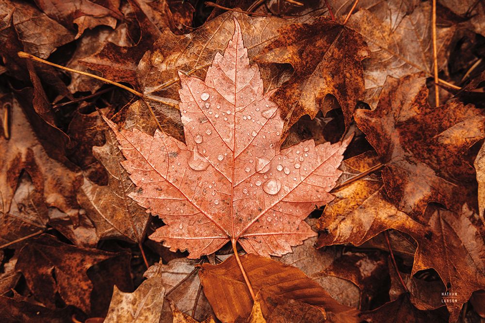 Fall Rains I art print by Nathan Larson for $57.95 CAD