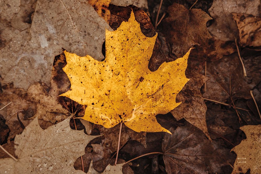 Fall Rains II art print by Nathan Larson for $57.95 CAD