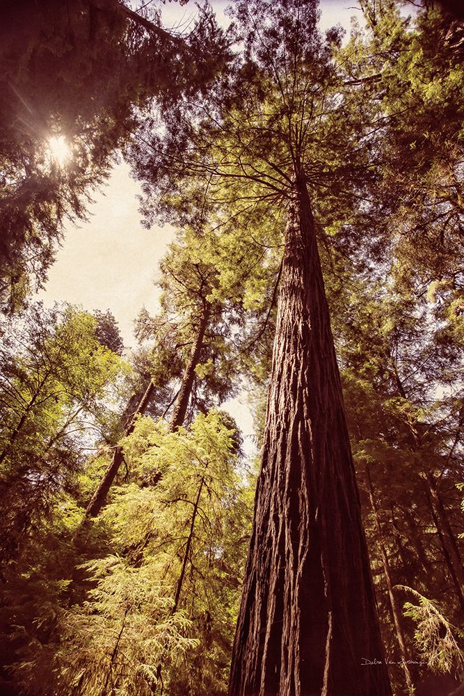 Redwoods 1 art print by Debra Van Swearingen for $57.95 CAD