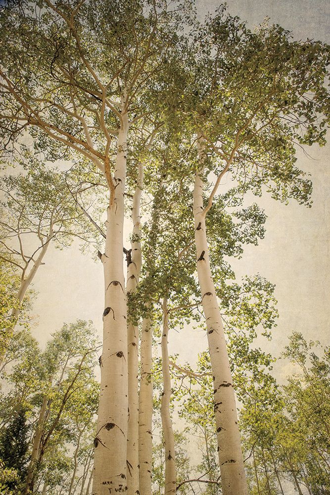 Towering Aspens 1 art print by Debra Van Swearingen for $57.95 CAD