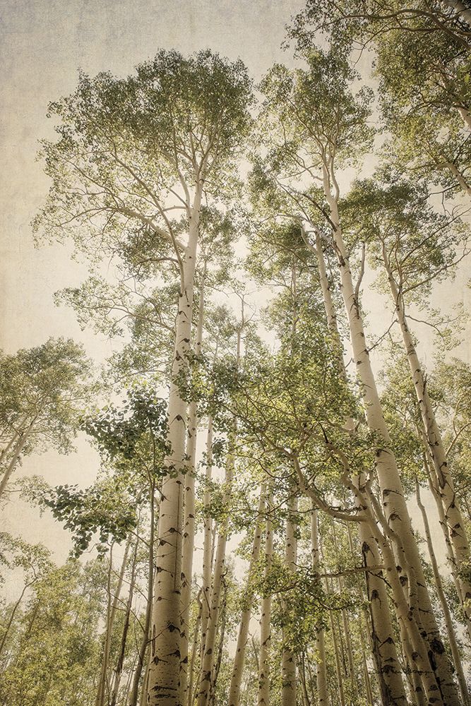 Towering Aspens 2 art print by Debra Van Swearingen for $57.95 CAD