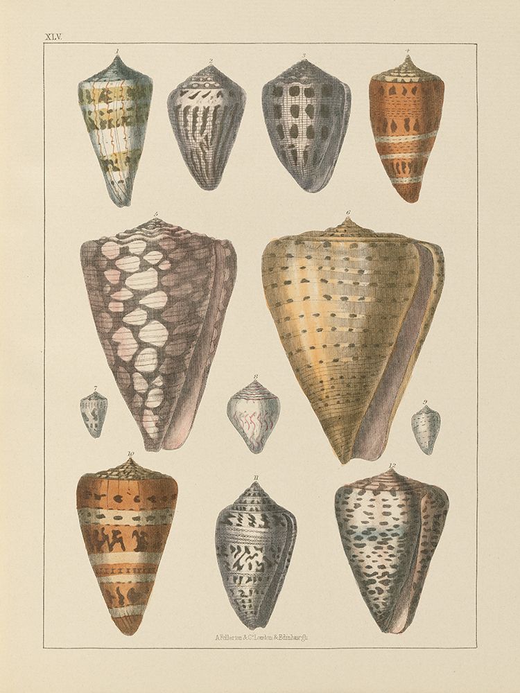 Shell Assorment II v2 art print by Wild Apple Portfolio for $57.95 CAD