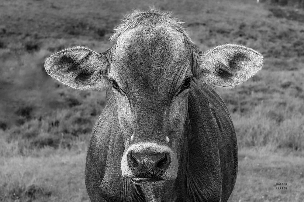 Dairy Barn BW art print by Nathan Larson for $57.95 CAD