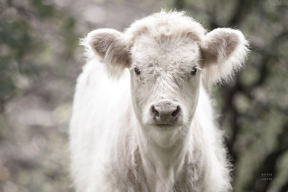 White Calf art print by Nathan Larson for $57.95 CAD