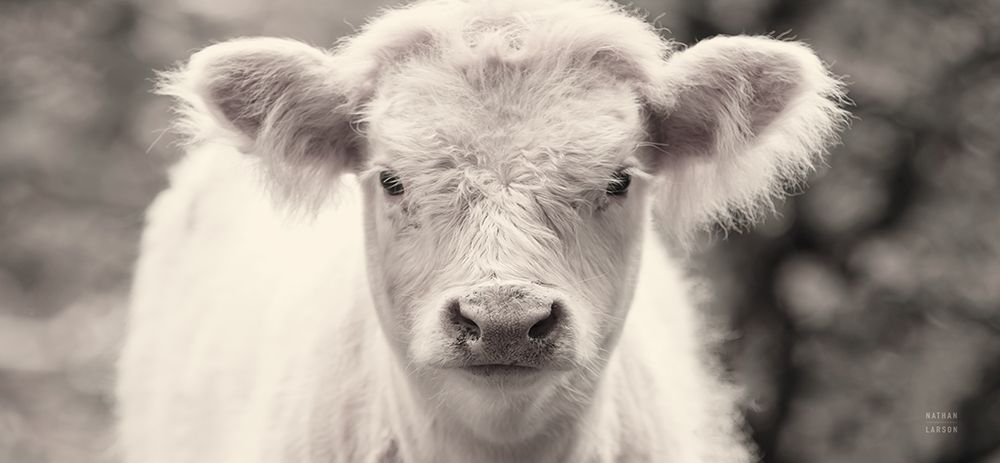 White Calf Panel art print by Nathan Larson for $57.95 CAD