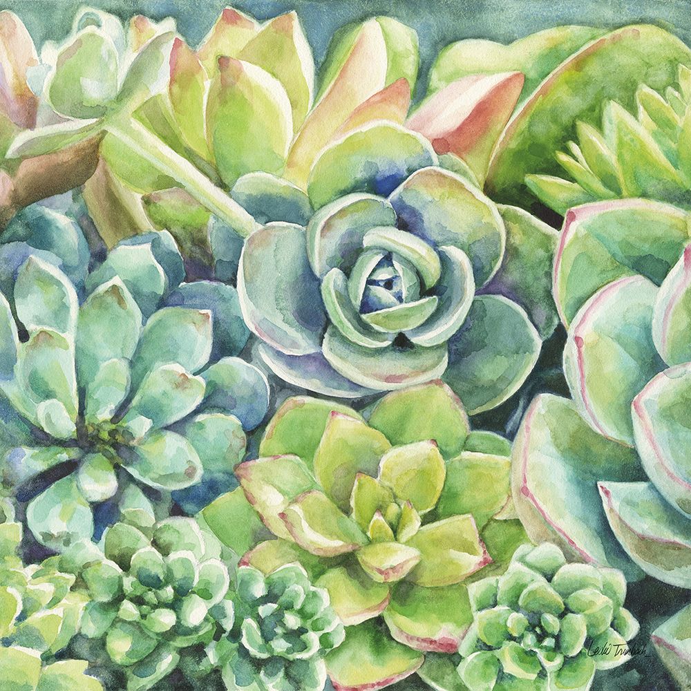 Succulents art print by Leslie Trimbach for $57.95 CAD