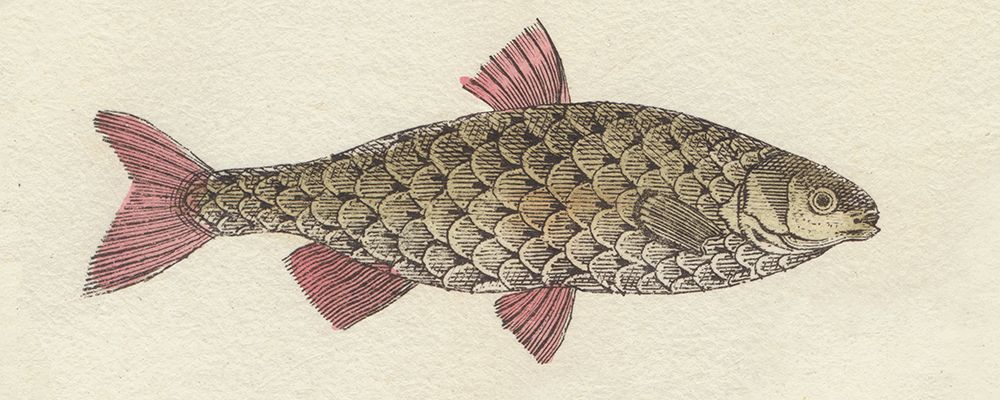 Fish Etching I art print by Wild Apple Portfolio for $57.95 CAD