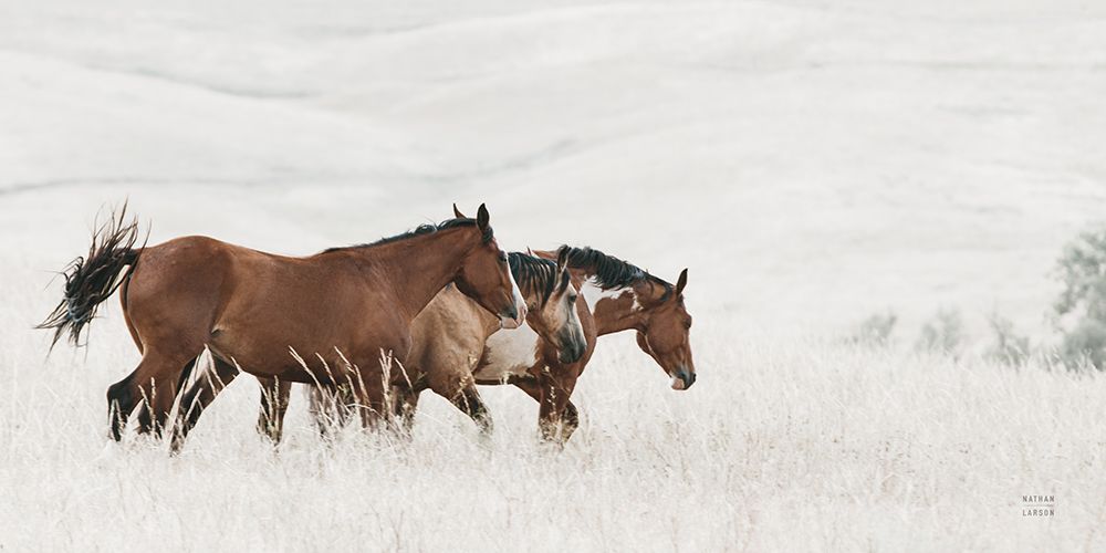 Horse Moves art print by Nathan Larson for $57.95 CAD