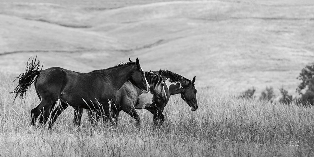 Horse Moves BW art print by Nathan Larson for $57.95 CAD