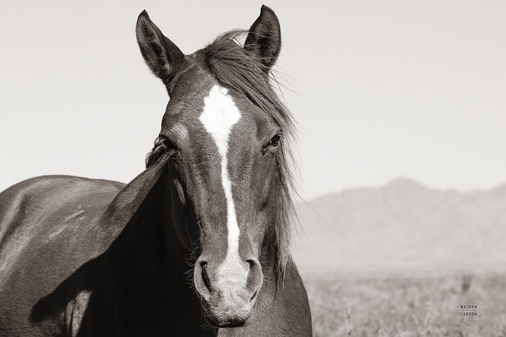 Wind Blown BW art print by Nathan Larson for $57.95 CAD