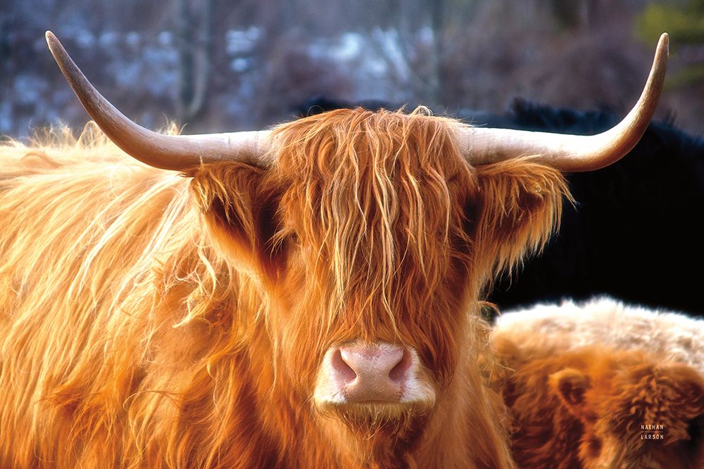 Highland Cow Sunshine art print by Nathan Larson for $57.95 CAD