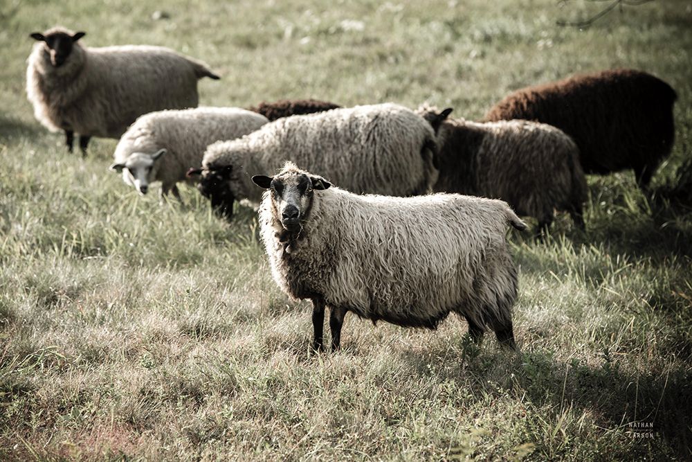 Pastures art print by Nathan Larson for $57.95 CAD