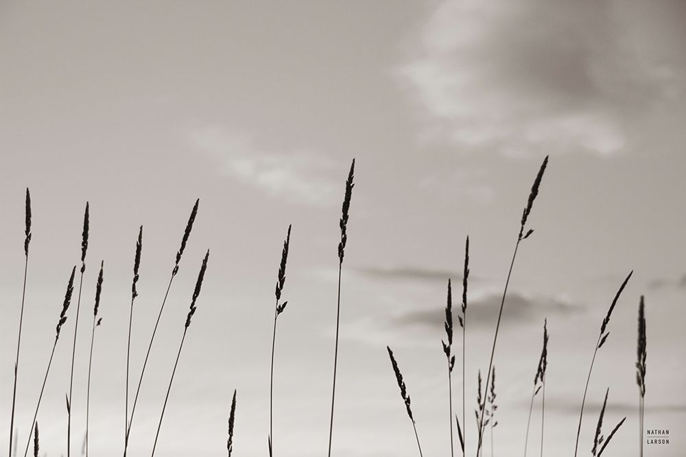 Grasslands art print by Nathan Larson for $57.95 CAD