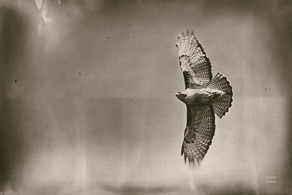 Catch and Fly art print by Nathan Larson for $57.95 CAD