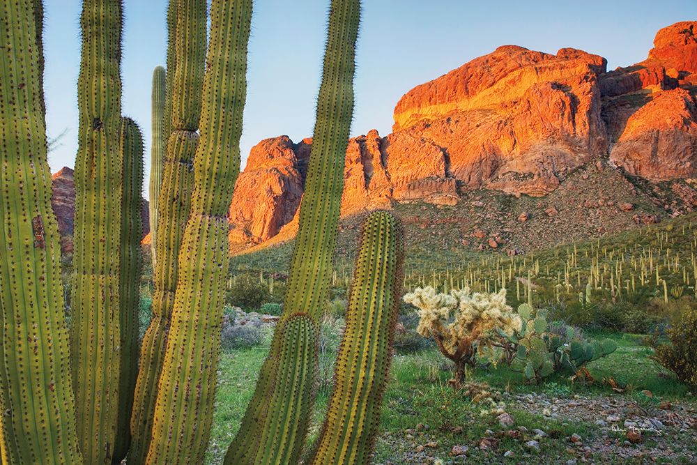 Organ Pipe Cactus National Monument Arizona art print by Alan Majchrowicz for $57.95 CAD