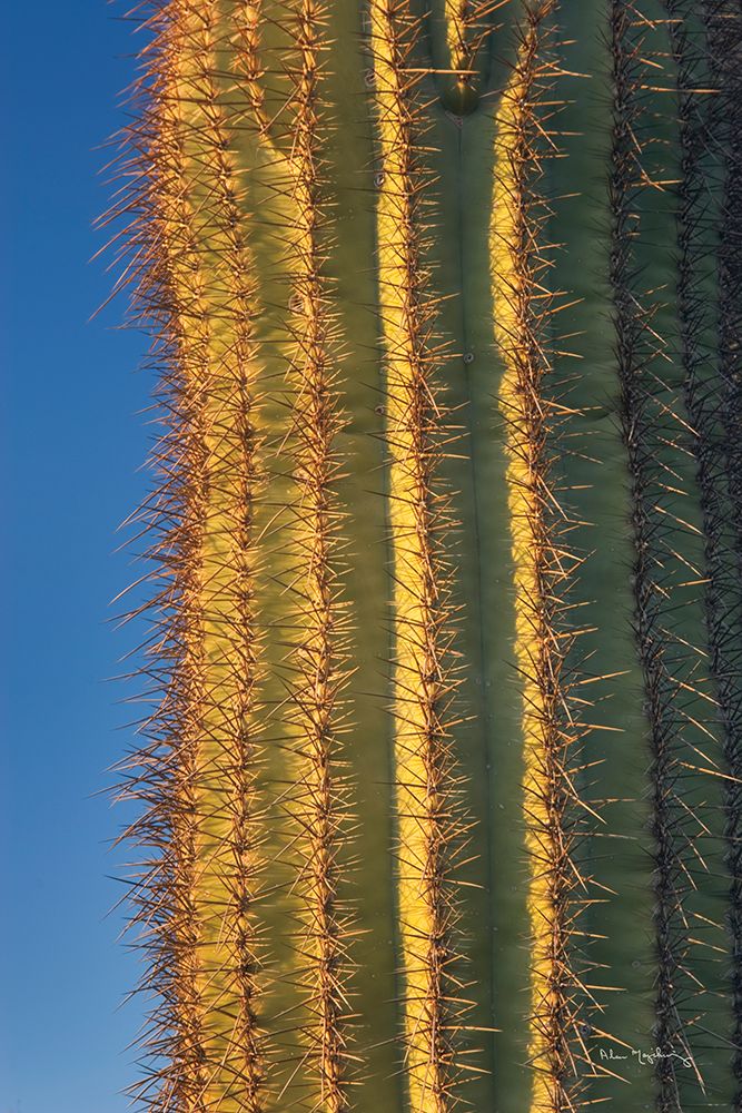 Single Saguaro art print by Alan Majchrowicz for $57.95 CAD