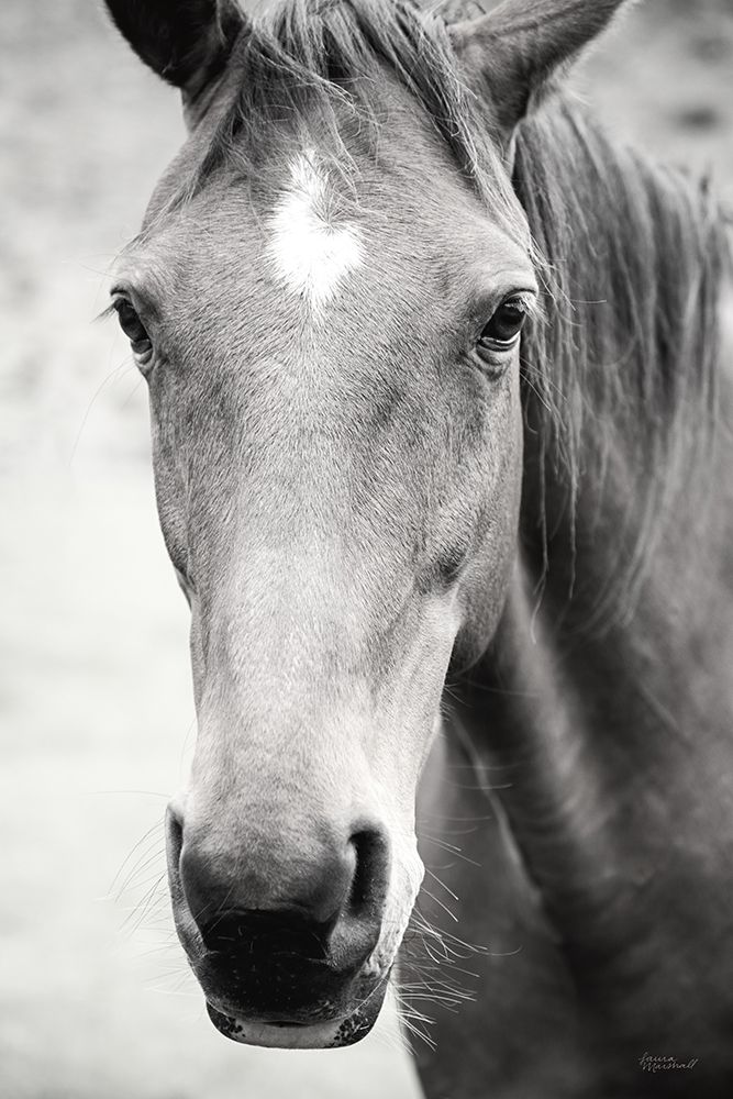 Moke Lake Horses I art print by Laura Marshall for $57.95 CAD