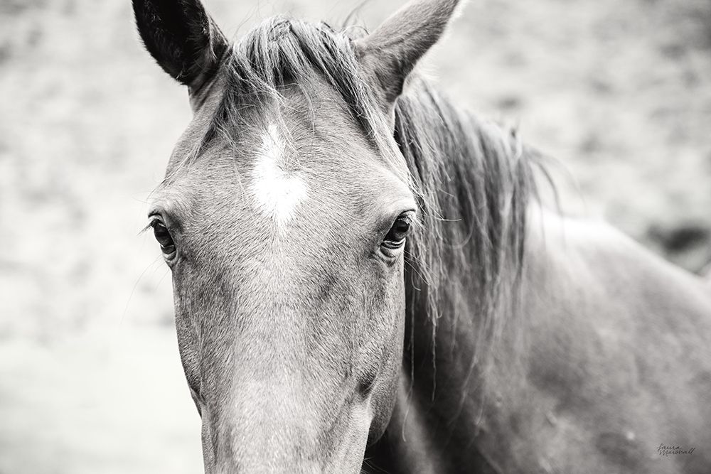 Moke Lake Horses II art print by Laura Marshall for $57.95 CAD