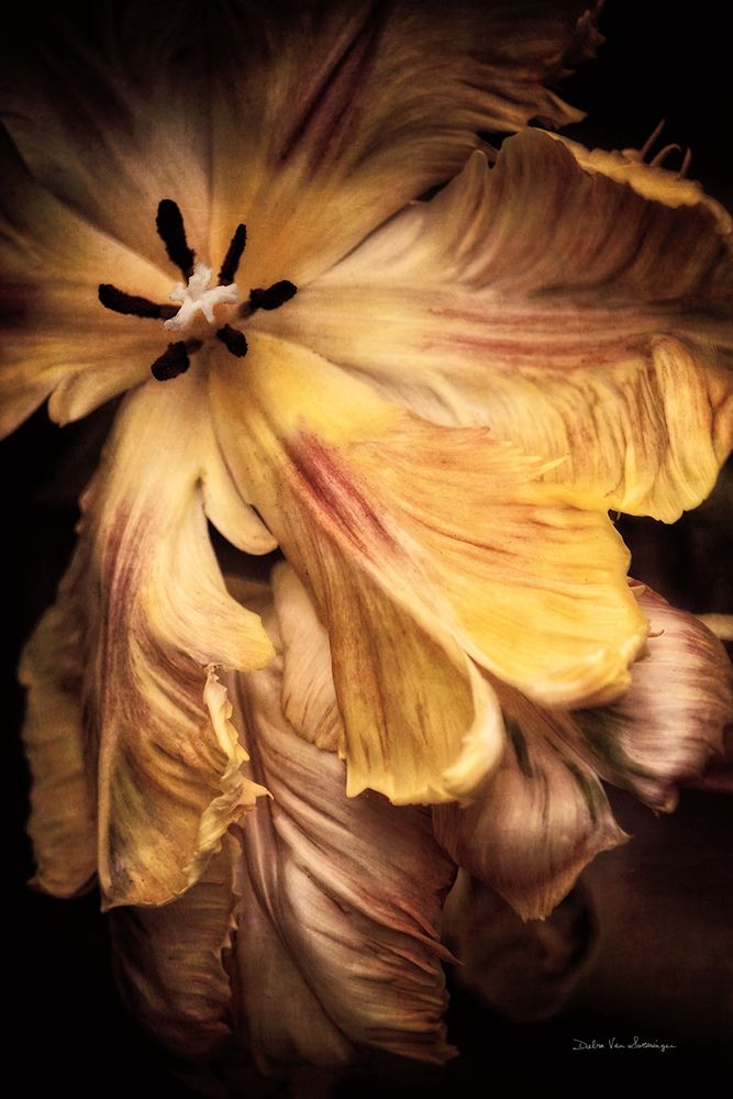 Tulip Detail I art print by Debra Van Swearingen for $57.95 CAD