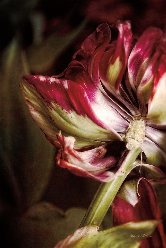 Tulip Detail II art print by Debra Van Swearingen for $57.95 CAD