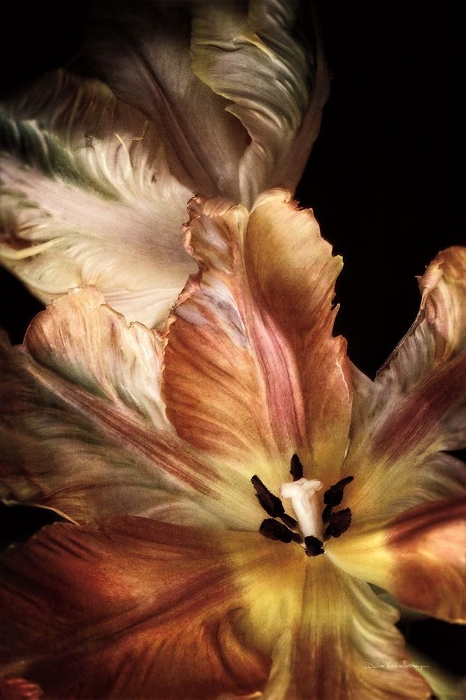 Tulip Detail IV art print by Debra Van Swearingen for $57.95 CAD