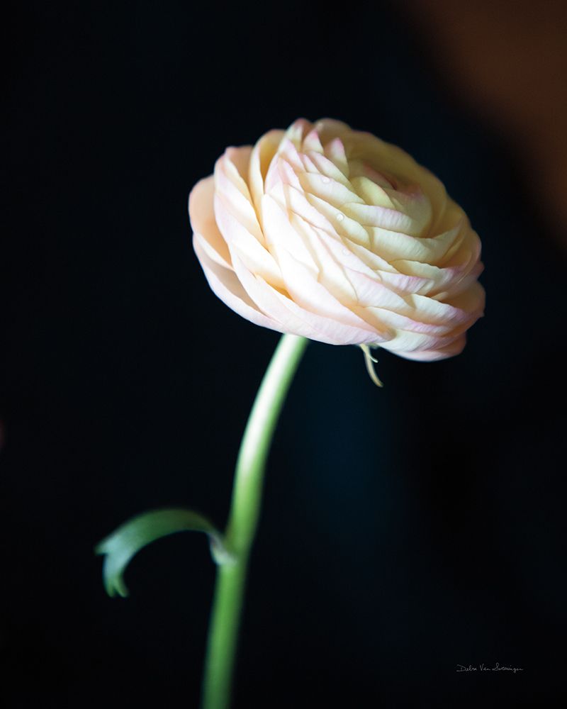 Single Ranunculus I art print by Debra Van Swearingen for $57.95 CAD