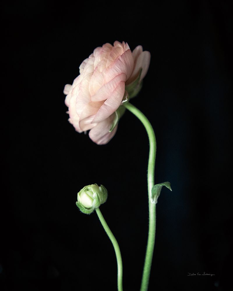 Single Ranunculus II art print by Debra Van Swearingen for $57.95 CAD