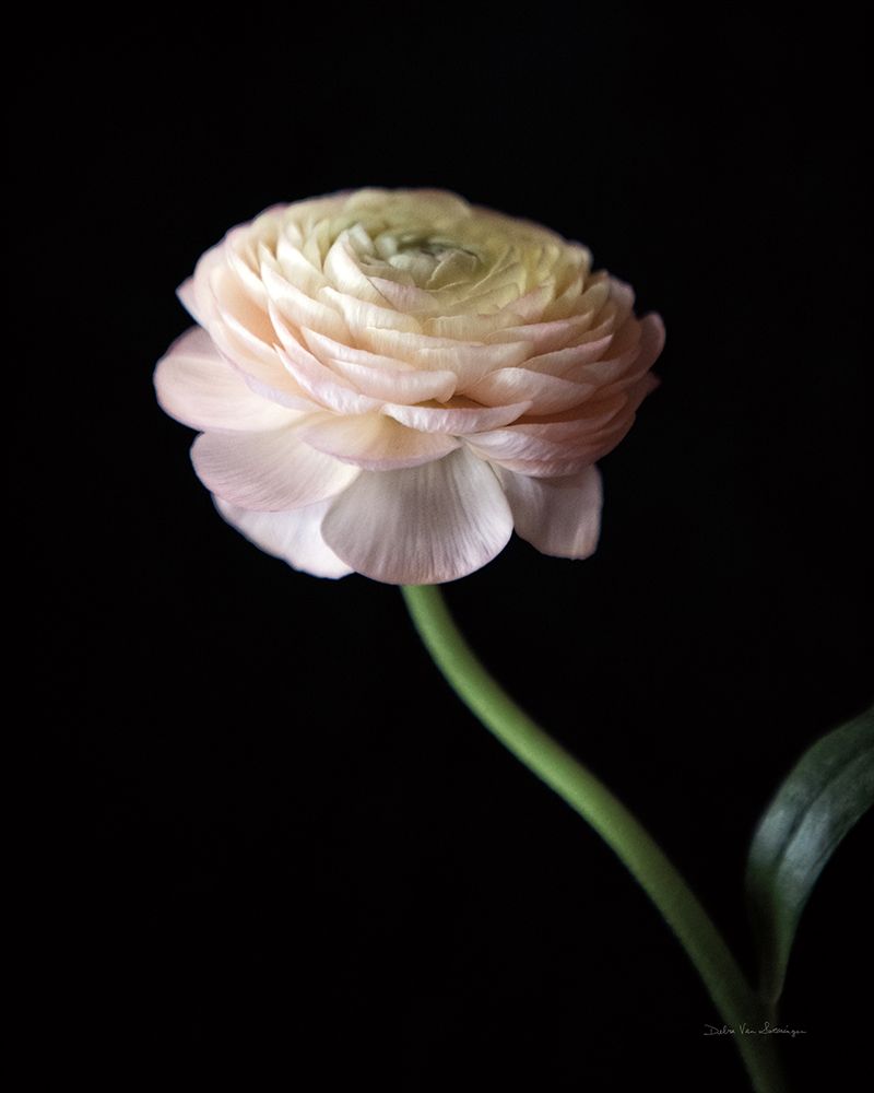 Single Ranunculus III art print by Debra Van Swearingen for $57.95 CAD